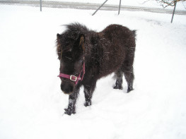 Starlette ds la neige.jpg (10 ko)